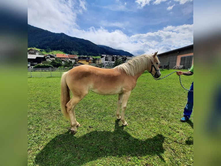 Haflinger / Avelignese Giumenta 1 Anno 145 cm Palomino in Steinach am Brenner