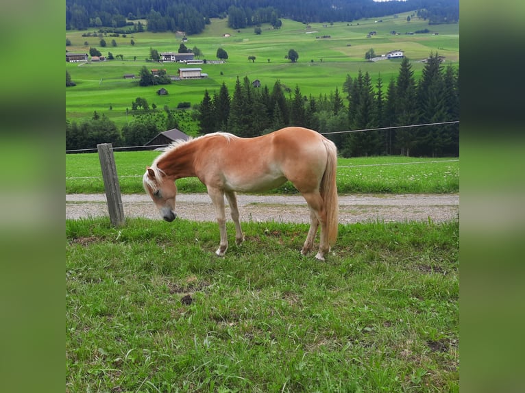 Haflinger / Avelignese Giumenta 1 Anno 145 cm Palomino in Steinach am Brenner