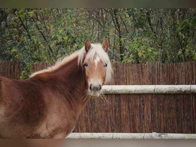 Haflinger / Avelignese Giumenta 1 Anno 148 cm Sauro in Saxen