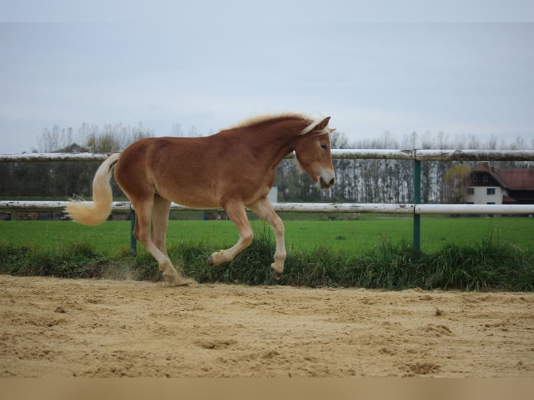 Haflinger / Avelignese Giumenta 1 Anno 148 cm Sauro in Saxen