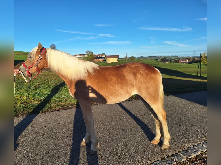 Haflinger / Avelignese Giumenta 1 Anno 150 cm Sauro in Oy-Mittelberg