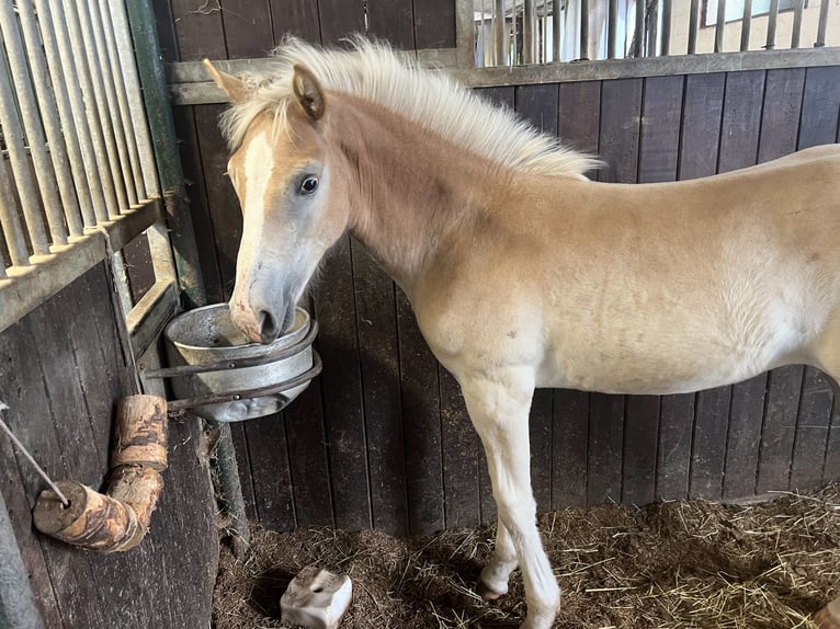 Haflinger / Avelignese Giumenta 1 Anno 154 cm Sauro in Staufenberg