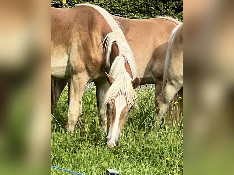 Haflinger / Avelignese Giumenta 1 Anno 154 cm Sauro in Staufenberg