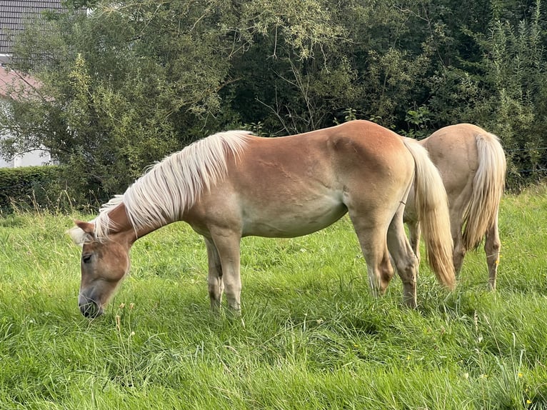 Haflinger / Avelignese Giumenta 1 Anno 154 cm Sauro in Staufenberg