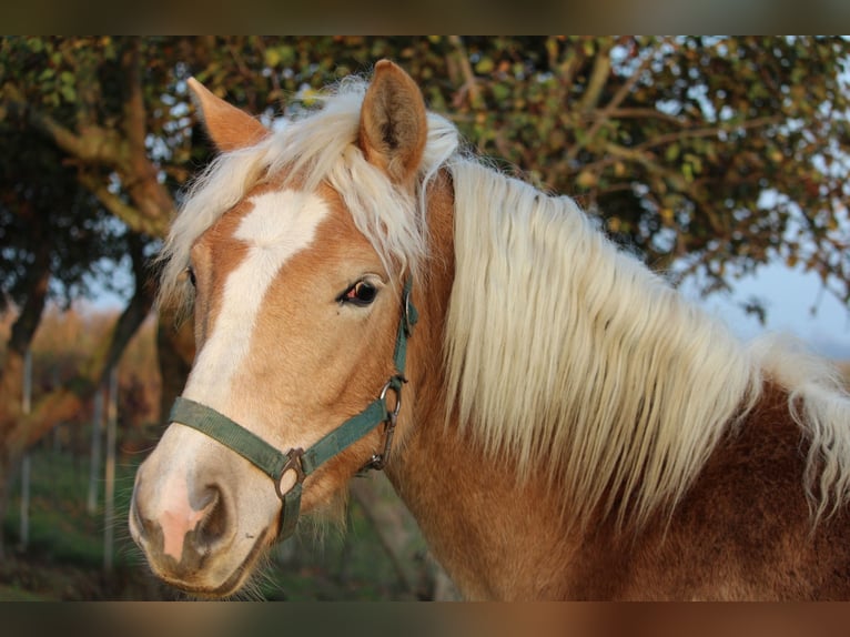 Haflinger / Avelignese Giumenta 1 Anno in Wallern im Burgenland