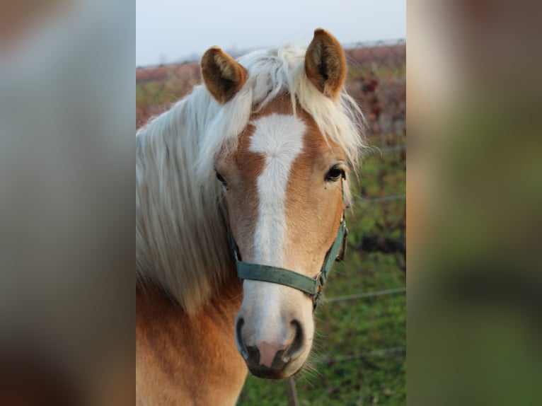 Haflinger / Avelignese Giumenta 1 Anno in Wallern im Burgenland