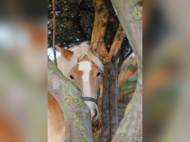 Haflinger / Avelignese Giumenta 1 Anno in Wallern im Burgenland