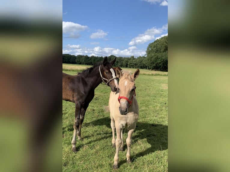 Haflinger / Avelignese Mix Giumenta 1 Anno in Ostercappeln