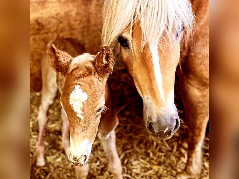 Haflinger / Avelignese Giumenta 1 Anno Sauro in Kleinlangheim