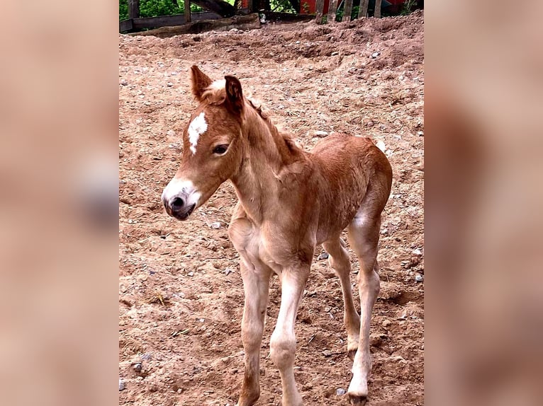 Haflinger / Avelignese Giumenta 1 Anno Sauro in Kleinlangheim