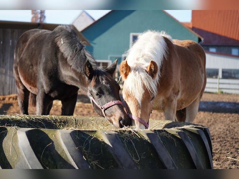 Haflinger / Avelignese Giumenta 1 Anno Sauro in Kleinlangheim