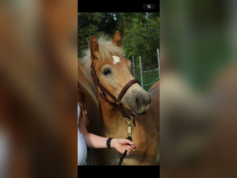 Haflinger / Avelignese Giumenta 1 Anno Sauro in Murstetten