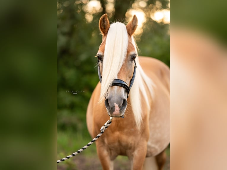 Haflinger / Avelignese Giumenta 20 Anni 148 cm Sauro in Trebbin