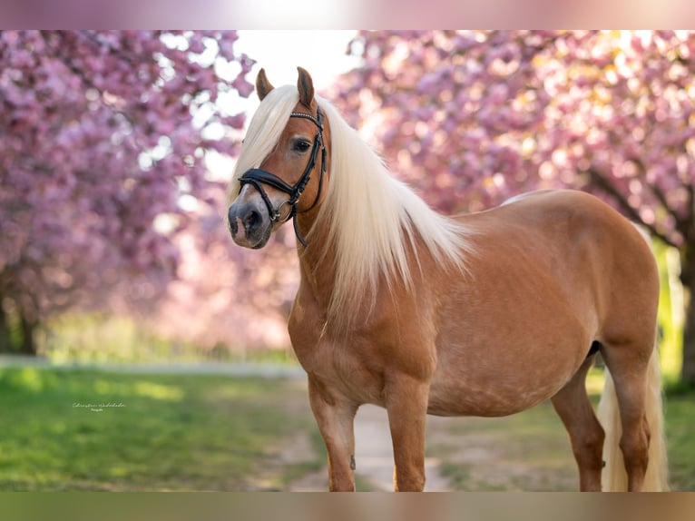 Haflinger / Avelignese Giumenta 20 Anni 148 cm Sauro in Trebbin