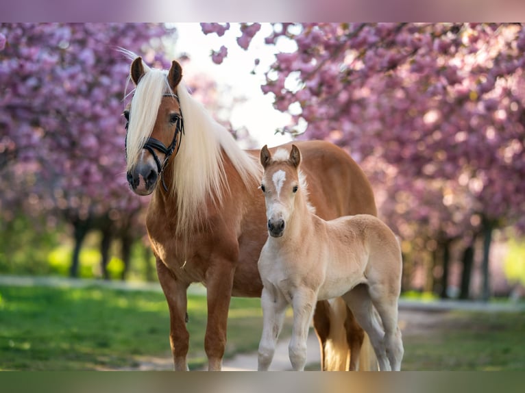 Haflinger / Avelignese Giumenta 20 Anni 148 cm Sauro in Trebbin