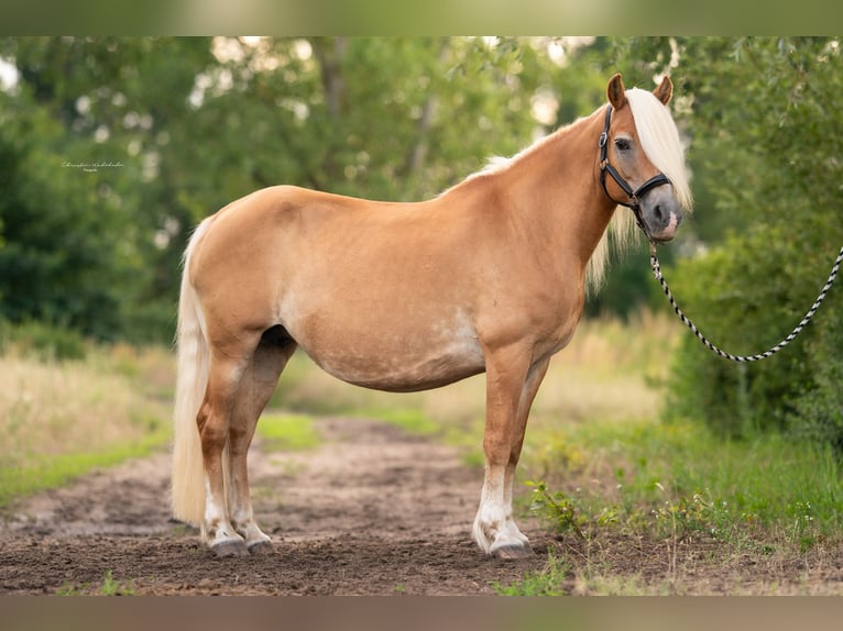 Haflinger / Avelignese Giumenta 20 Anni 148 cm Sauro in Trebbin