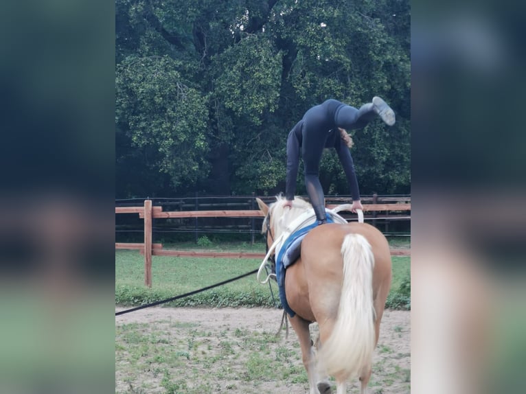 Haflinger / Avelignese Giumenta 20 Anni 152 cm Sauro in Vienenburg