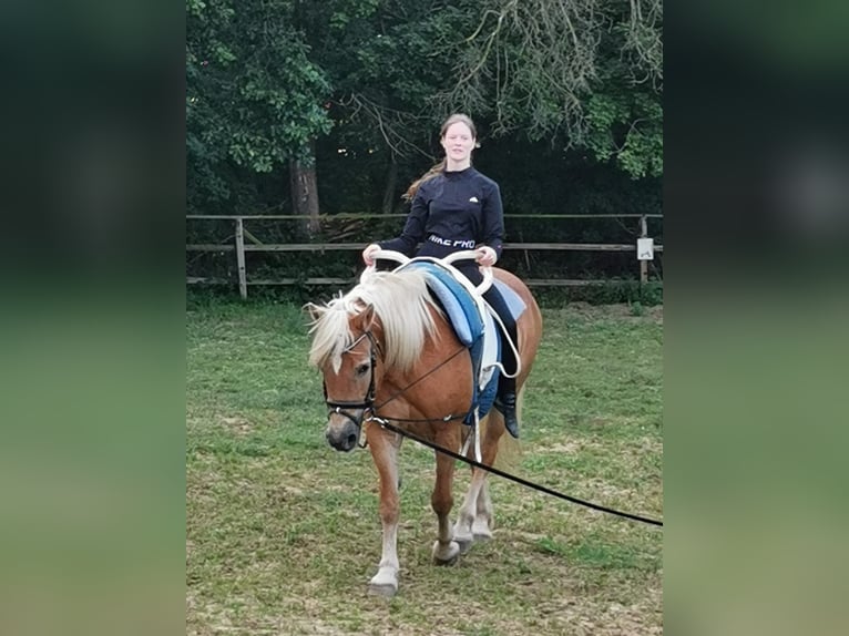 Haflinger / Avelignese Giumenta 20 Anni 152 cm Sauro in Vienenburg