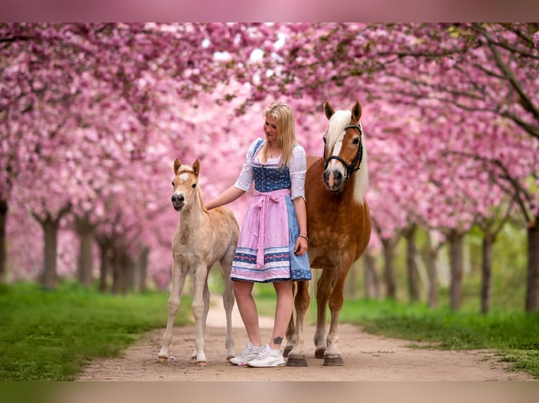 Haflinger / Avelignese Giumenta 21 Anni 143 cm in Trebbin