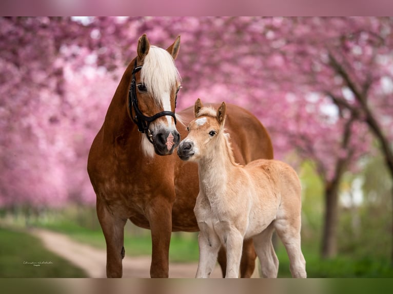 Haflinger / Avelignese Giumenta 21 Anni 143 cm in Trebbin