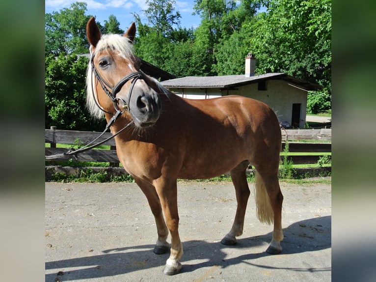 Haflinger / Avelignese Giumenta 22 Anni 150 cm Sauro in Waldstetten