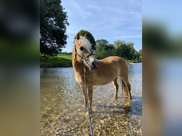 Haflinger / Avelignese Giumenta 22 Anni in Neu-Ulm