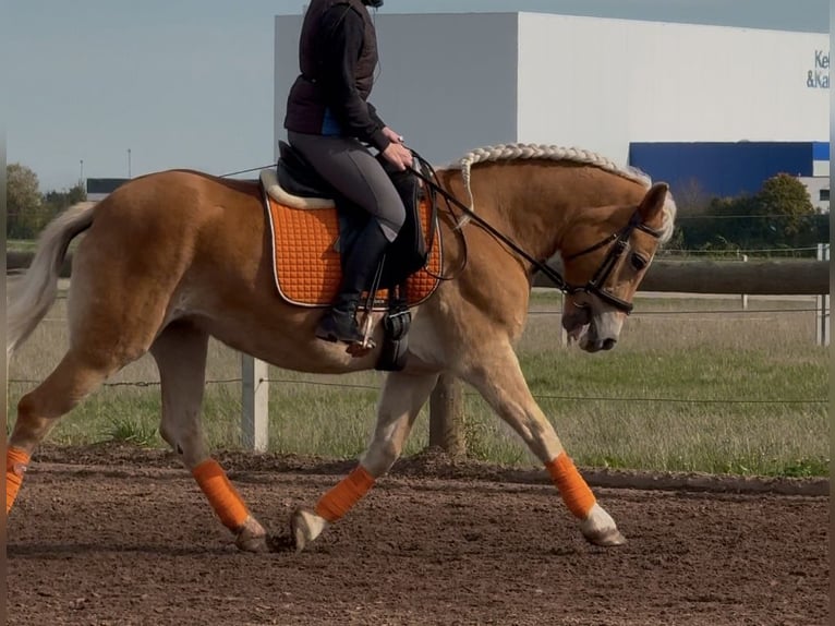 Haflinger / Avelignese Giumenta 23 Anni 147 cm Sauro in Heideck