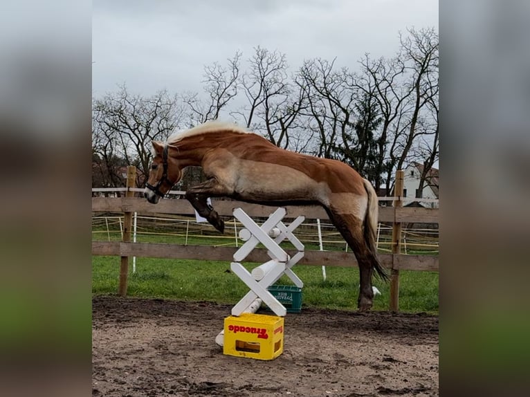 Haflinger / Avelignese Giumenta 23 Anni 147 cm Sauro in Heideck