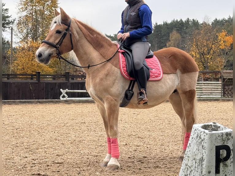 Haflinger / Avelignese Giumenta 23 Anni 147 cm Sauro in Heideck