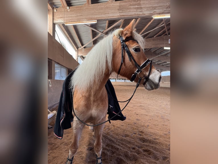 Haflinger / Avelignese Giumenta 23 Anni 147 cm Sauro in Heideck