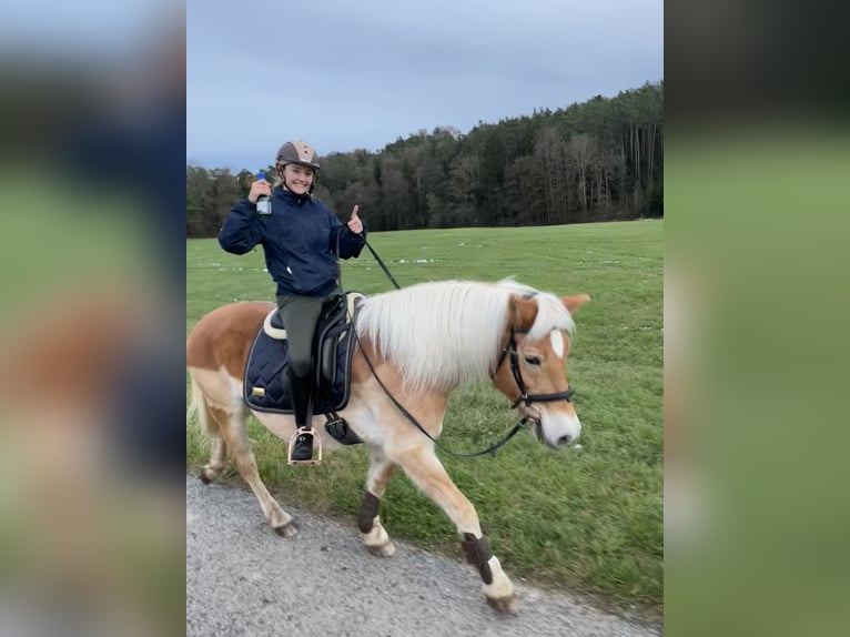 Haflinger / Avelignese Giumenta 23 Anni 147 cm Sauro in Heideck