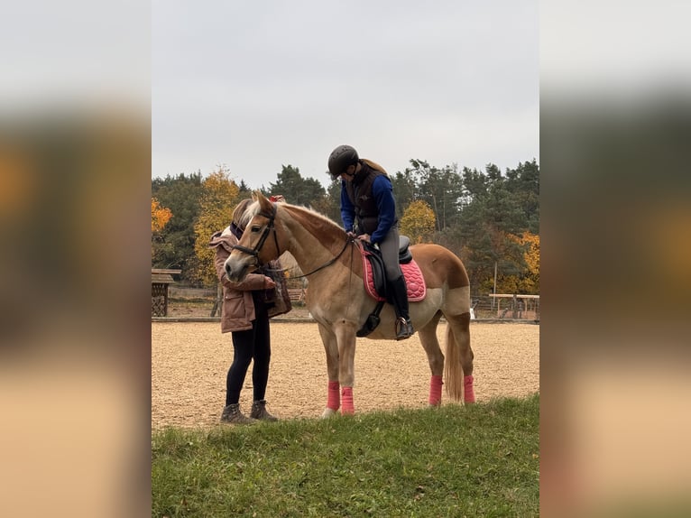 Haflinger / Avelignese Giumenta 23 Anni 147 cm Sauro in Heideck