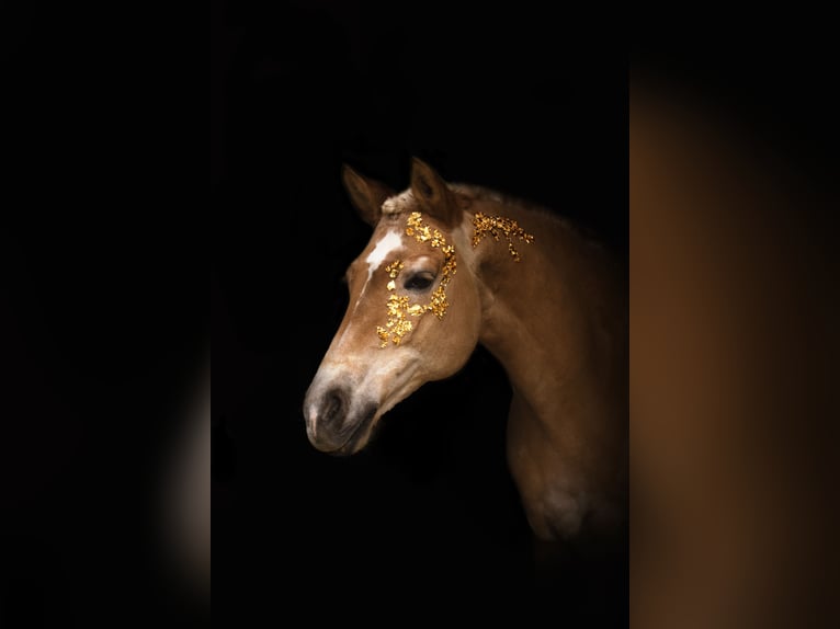 Haflinger / Avelignese Giumenta 24 Anni 142 cm Sauro in Ratingen