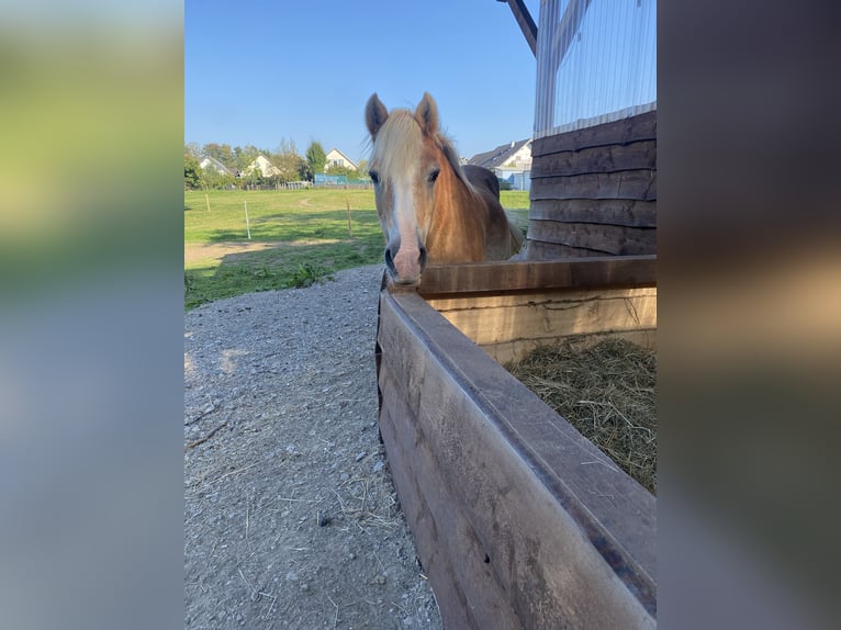 Haflinger / Avelignese Giumenta 29 Anni 139 cm Sauro in Wiehl