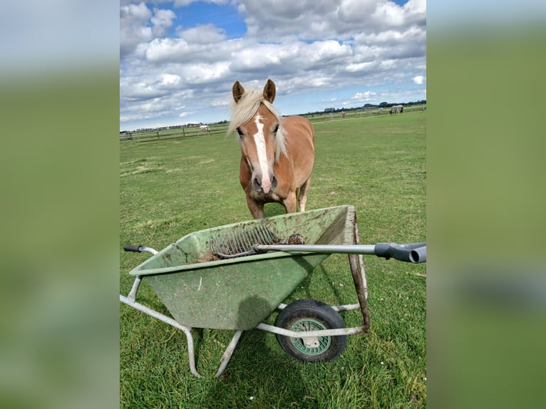 Haflinger / Avelignese Giumenta 2 Anni 138 cm Sauro in Middenbeemster