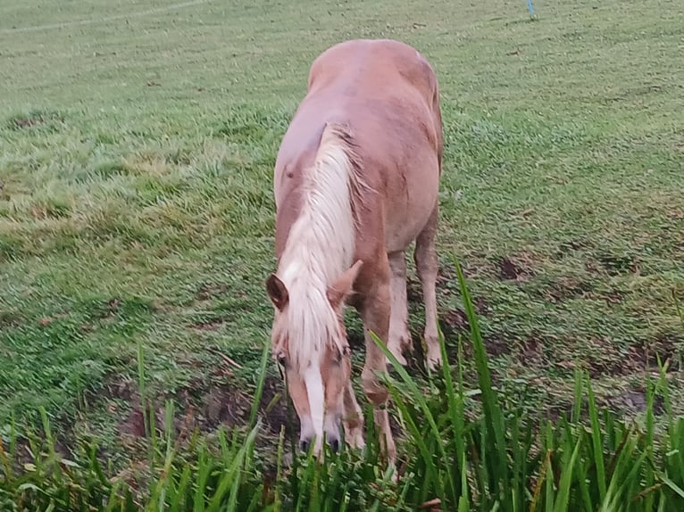 Haflinger / Avelignese Giumenta 2 Anni 138 cm Sauro in Middenbeemster