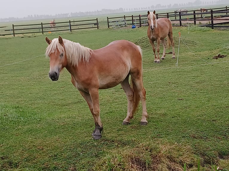 Haflinger / Avelignese Giumenta 2 Anni 138 cm Sauro in Middenbeemster