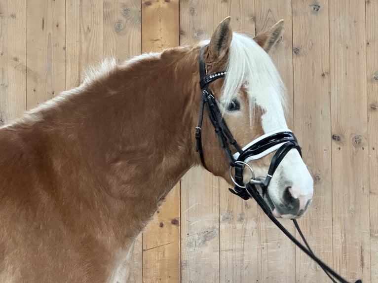 Haflinger / Avelignese Giumenta 2 Anni 145 cm Sauro in Riedlingen