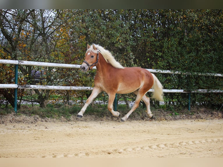 Haflinger / Avelignese Giumenta 2 Anni 147 cm Sauro in Saxen