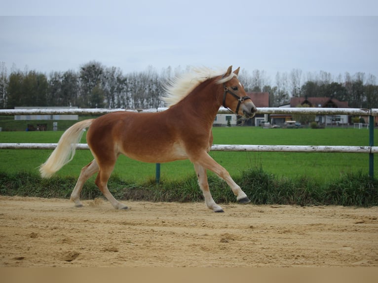 Haflinger / Avelignese Giumenta 2 Anni 147 cm Sauro in Saxen