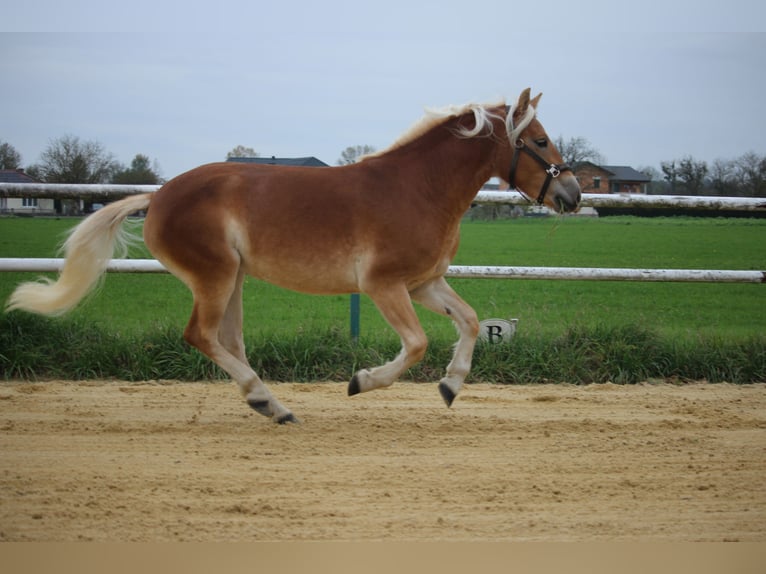 Haflinger / Avelignese Giumenta 2 Anni 147 cm Sauro in Saxen