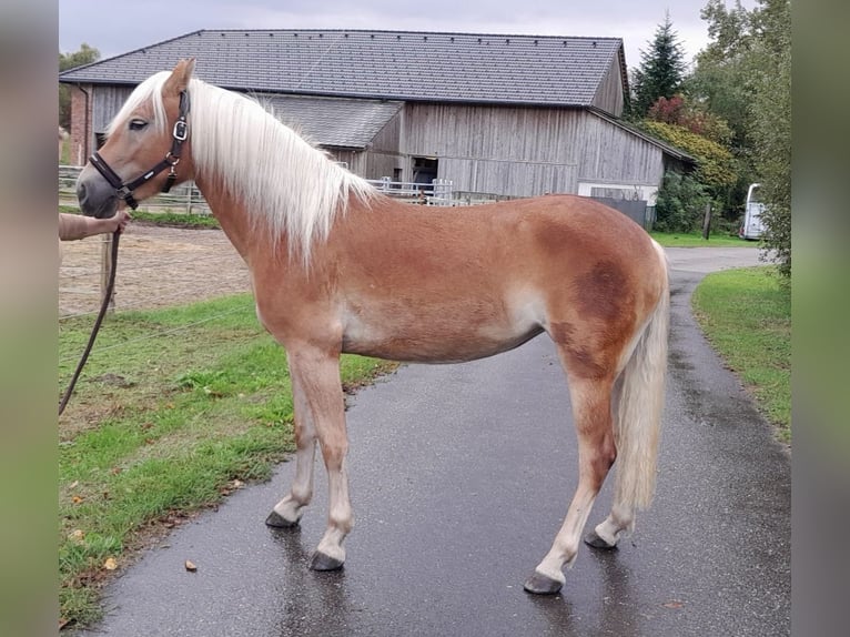 Haflinger / Avelignese Giumenta 2 Anni 147 cm Sauro in Saxen