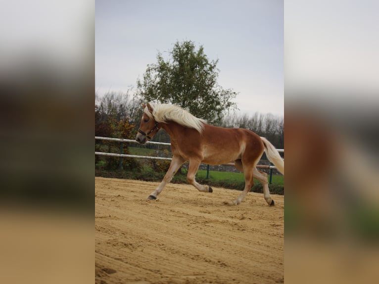 Haflinger / Avelignese Giumenta 2 Anni 147 cm Sauro in Saxen