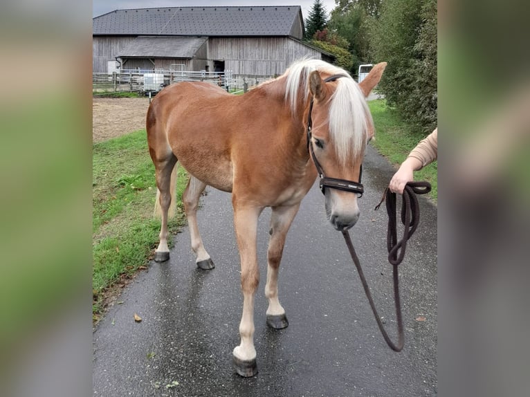 Haflinger / Avelignese Giumenta 2 Anni 148 cm Sauro in Saxen