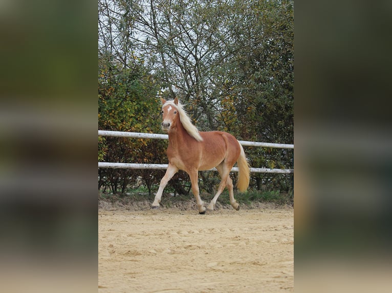 Haflinger / Avelignese Giumenta 2 Anni 148 cm Sauro in Saxen