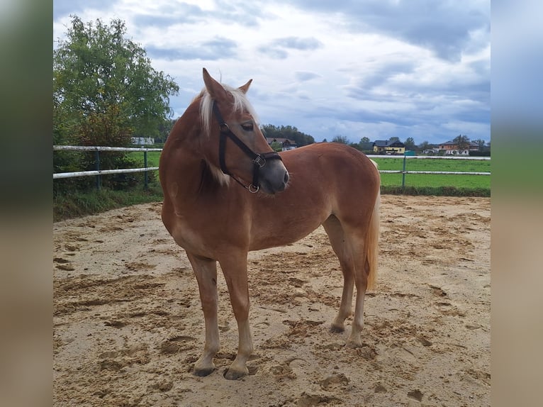 Haflinger / Avelignese Giumenta 2 Anni 148 cm Sauro in Saxen