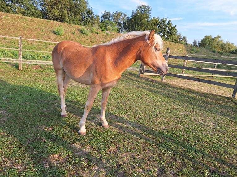 Haflinger / Avelignese Giumenta 2 Anni 148 cm Sauro in Saxen