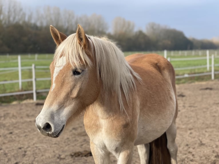 Haflinger / Avelignese Giumenta 2 Anni 152 cm Sauro in Trebbin