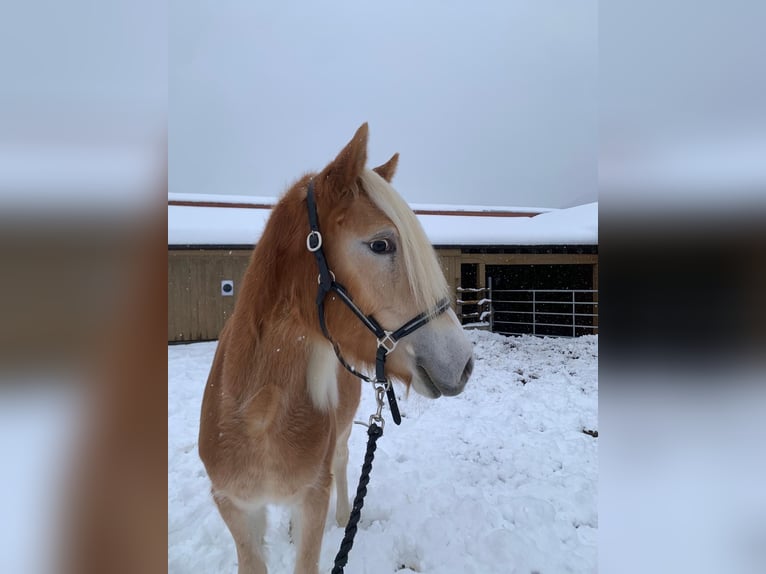 Haflinger / Avelignese Giumenta 2 Anni 153 cm Sauro in Münster