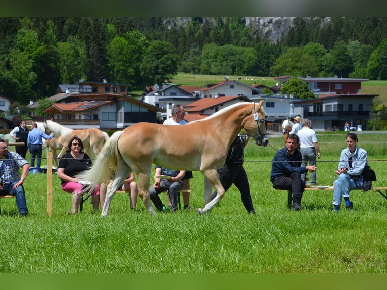 Haflinger / Avelignese Giumenta 2 Anni 153 cm Sauro in Münster